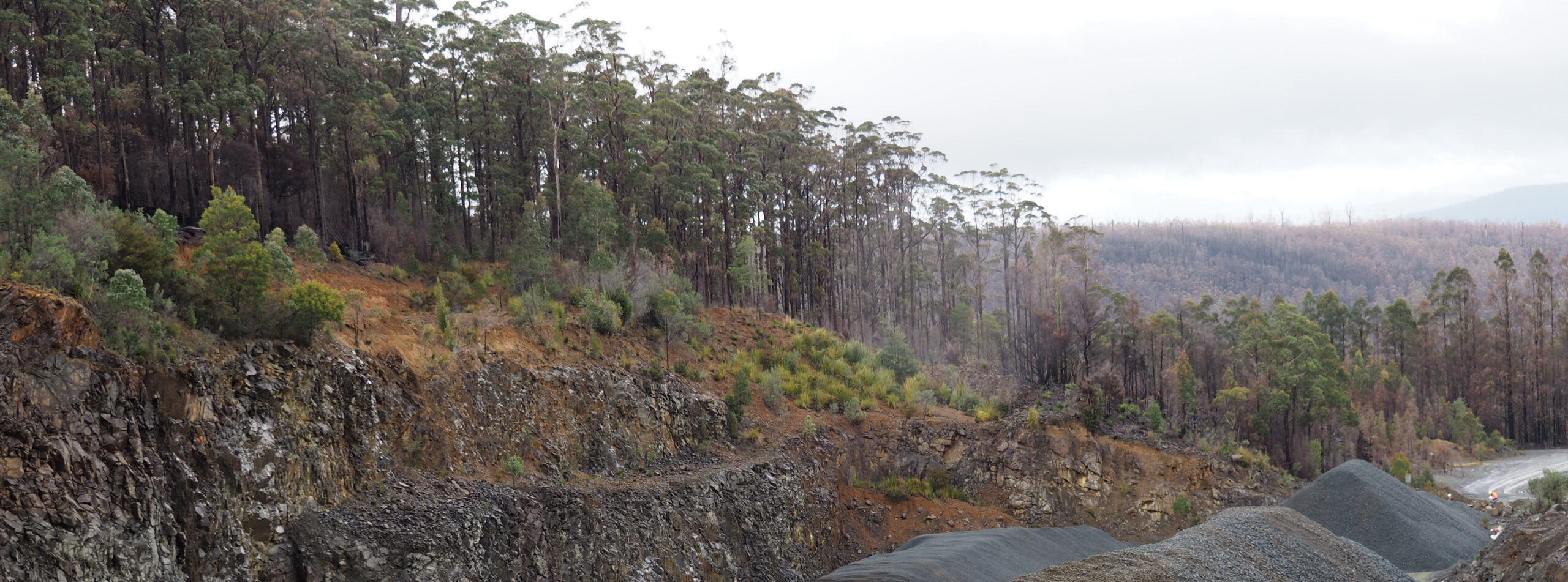 Tasmanian logging forest