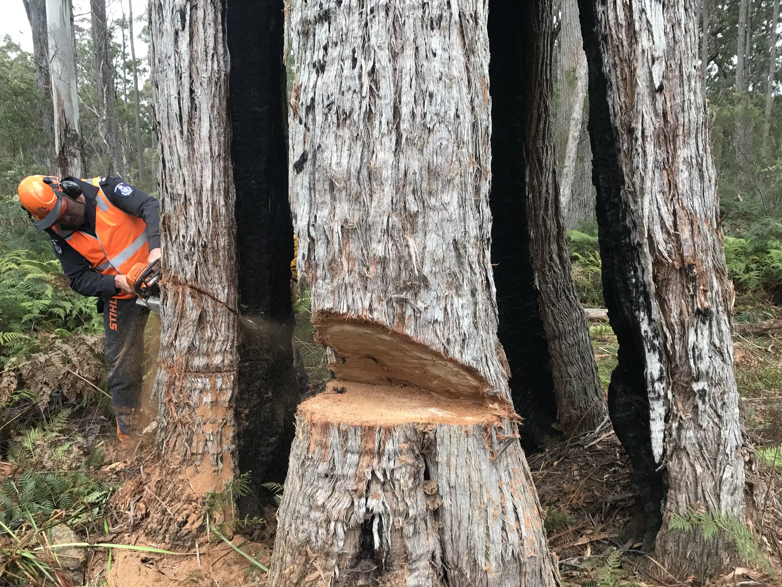 Foresting worker logging tree